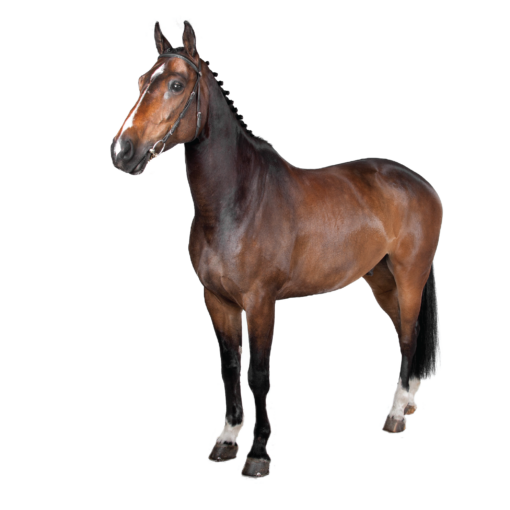 Equestrian Components